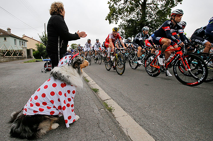 Watching the TDF2014: A dog, wearing the best climber's dotted jersey, sits roadside as its owner