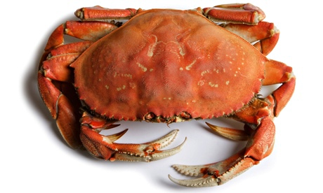 crab