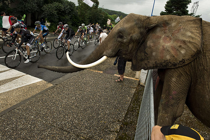 watching the tdf: An elephant watches the tour de france