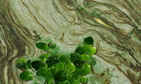 Algae on a lake