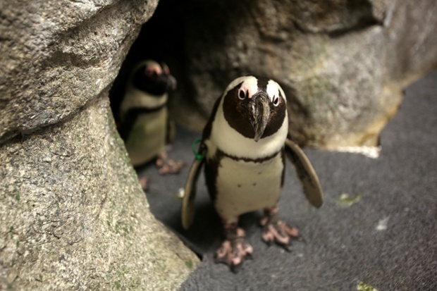African black-footed penguins Mooshu and Cranberry stand in the Penguin Planet Exhibit