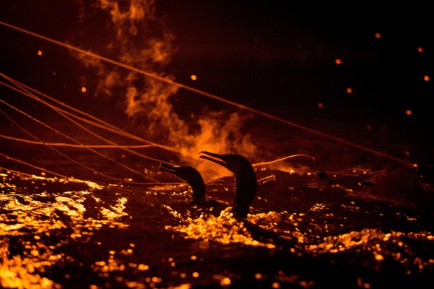 Sea cormorants are illuminated by fire as they catch sweetfish in Gifu, Japan