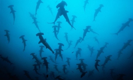 Hammerhead sharks