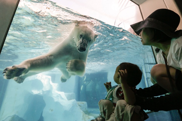 A polar bear looks at a little boy as it swims at Ueno Zoo in Tokyo