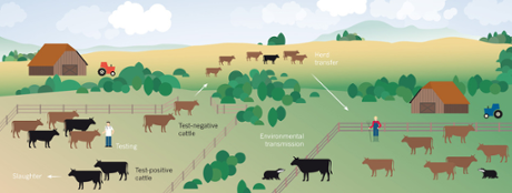 The various ways TB is spread through cattle herds.