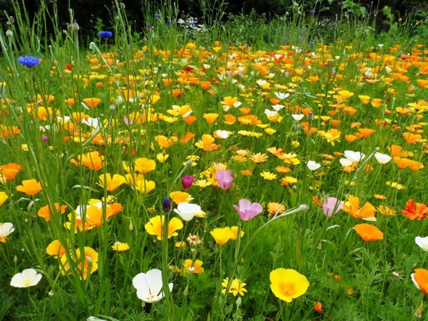 Colourful flowers in Oxford's Botanic Garden.