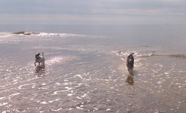 A pair of salty dogs: 