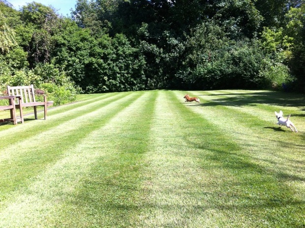 Summer is a good time for puppies.