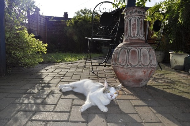 ... And also cats. Take a bow, Neko. Or just keep sitting there.