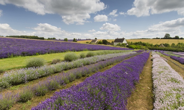 Lavender fields in full bloom, Cotswolds, UK
