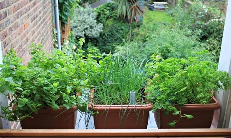 Live Better: Vertical Veg Herbs 1