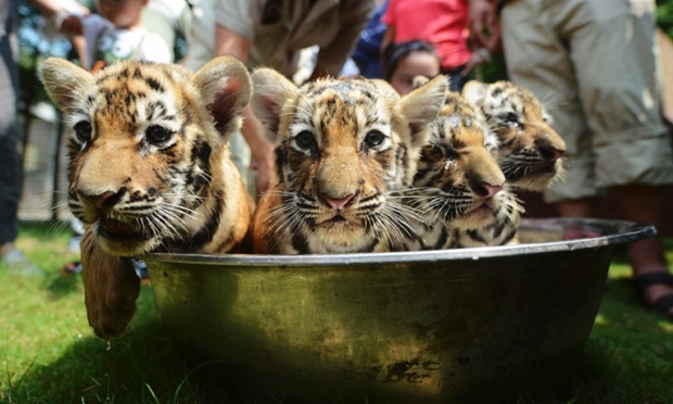 Tiger cubs take a bath in the summer heat in Yangzhou, Jiangsu province, China.