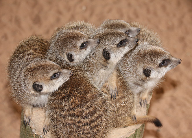 In pictures: Baby meerkats 
