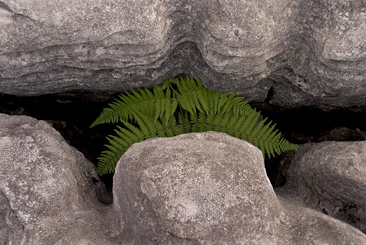 In pictures: limestone crevices in Burren, County Clare