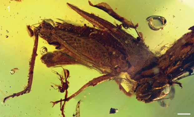 Species named after Sir David Attenborough  : newly discovered grasshopper named Electrotettix attenboroughi.