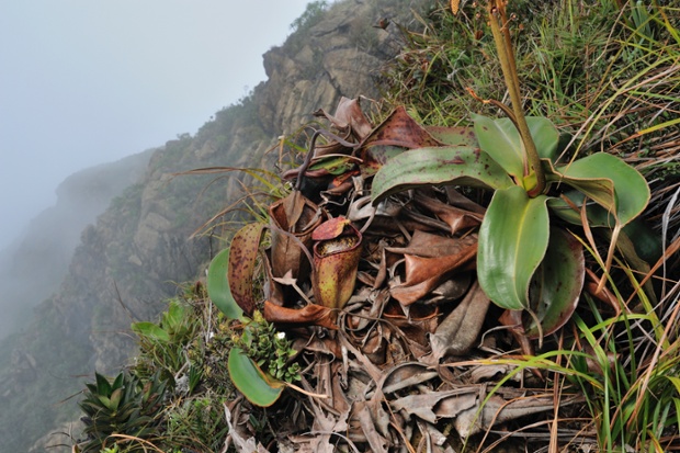 Species named after Sir David Attenborough: Pitcher Plant (Nepenthes attenboroughii) flowering, endemic to Mount Victoria on Palawan Island, Philippines on 16 April 2010.