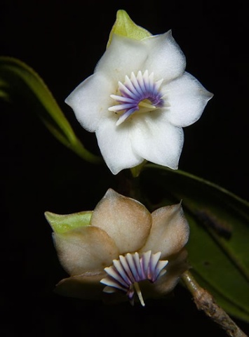 Species named after Sir David Attenborough  The Attenborough, Tree Blakea attenboroughii, was discovered by Lou Jost (EcoMinga) on the Cerro Candelaria Reserve in Ecuador. So far the tree is known only to exist in this location although it may be found to occur at other sites.