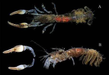 Species named after Sir David Attenborough: Ctenocheloides attenboroughi, a new ghost shrimp with pectinate claw fingers from Madagascar.