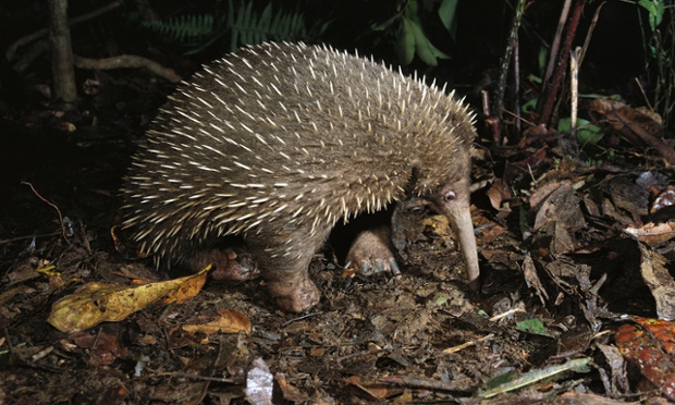 Species named after Sir David Attenborough  Long-beaked Echidna in highland forests of New Guinea, Zaglossus attenboroughi