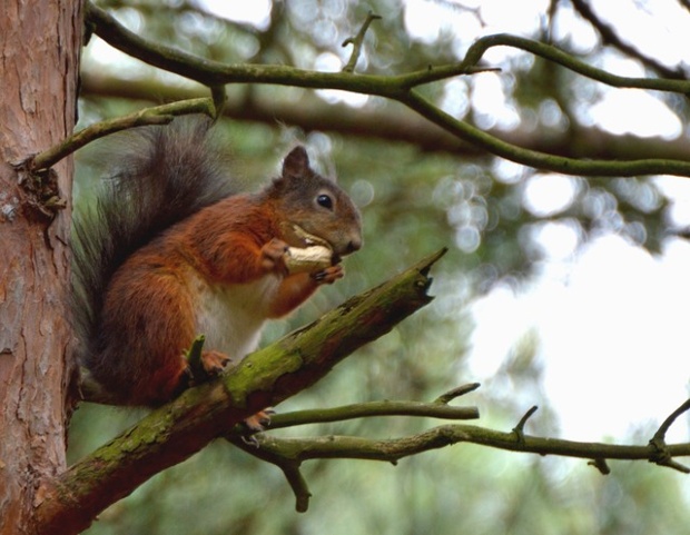 Squirrel on a limb: A red squirrel at Formby Point, Merseyside.