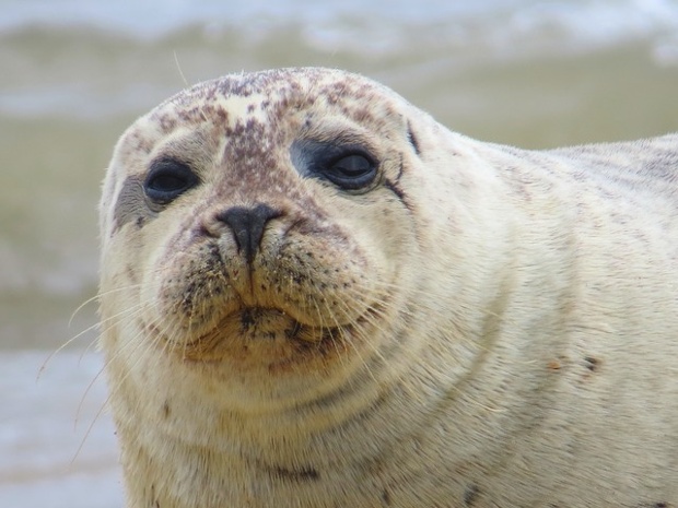 Seal on Waxham beach