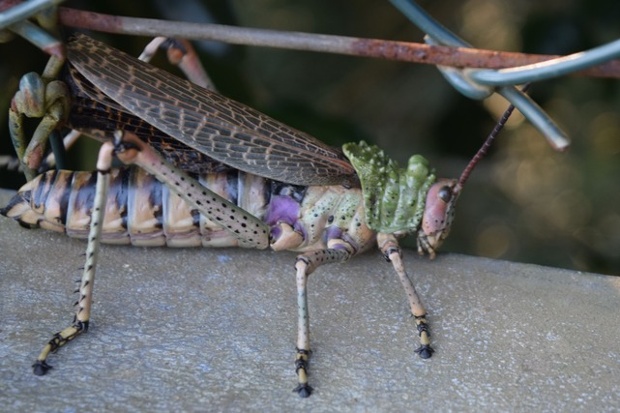 Locust shot in the Dlinza Forest Reserve, Eshowe, South Africa.