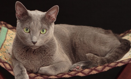 Russian blue