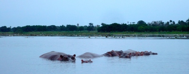 West Africa's life : wild hippos from a dugout canoe