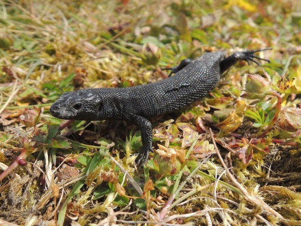 Melanistic common lizard