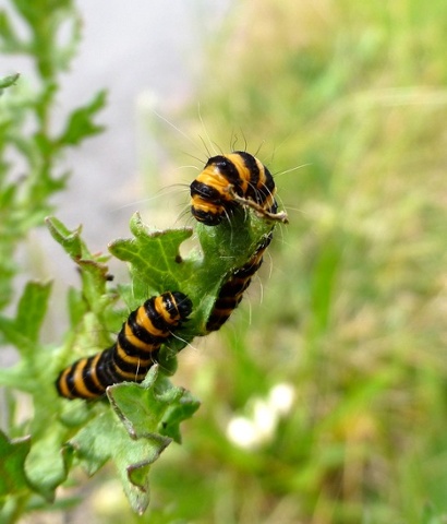 More butterflies in the making...