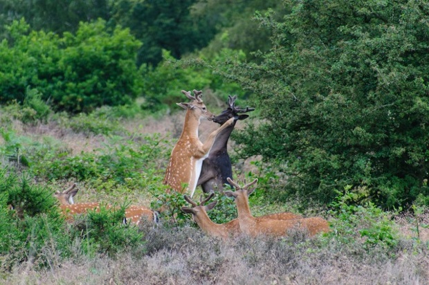 Deer on Cannock Chase