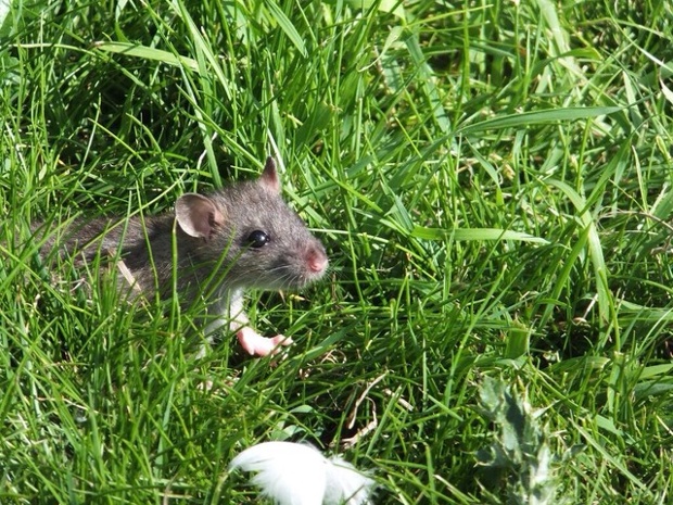 'A field mouse has a quick look outside of his house'