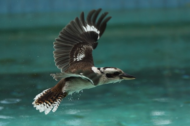 Kookaburra having a dip in our pool