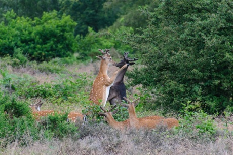 'Deer on Cannock Chase having a little tussle.'