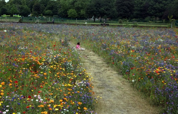 'The wild garden in Preston Park, Brighton.'