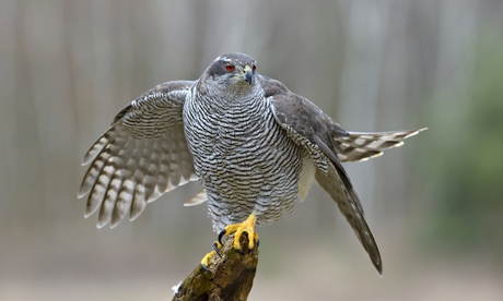 goshawk
