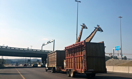 [Bild: A-pair-of-giraffes-being--011.jpg]