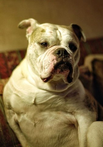 'Chief: Darling old Chiefy, I drove from Penzance to Lancaster and back (in one long day!) to get him, after seeing him on a dogs rescue web site( he had been listed for a long time) and looked after him for three,all to short years,until he died a year ago. He came with 'battle' scars, deformed legs, which I think gave him some discomfort, and dark secrets from his past, which only he knew about. We loved him and we miss him.'