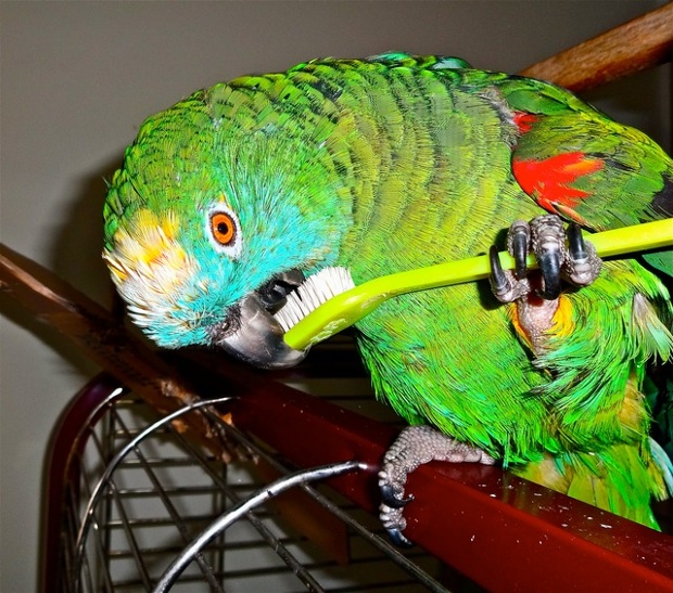 'Felix getting ready for bed.'