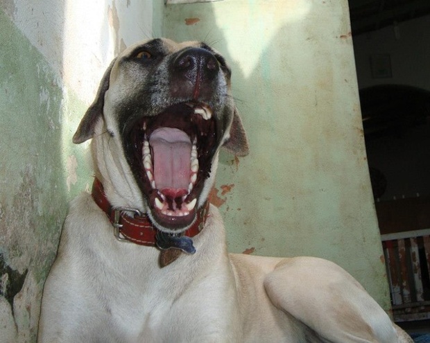 'Serena's yawn. She's about five or six years old, rescued with four puppies (two outgrew her). She is just a big ball of sweet.'