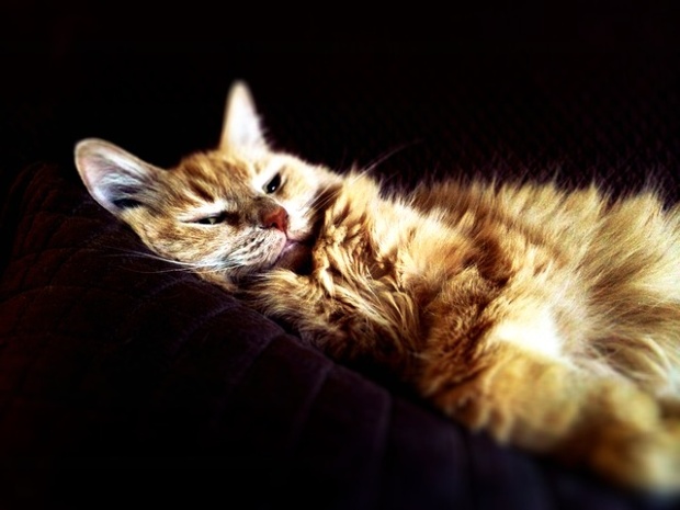 'Puffy catnapping. Puffy turns 14 this August, and her catnaps are getting longer and longer.'