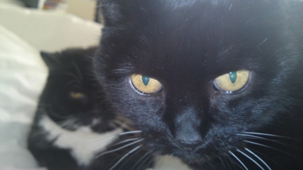 'Never too old to Photobomb! Flo and Pheobe, both aprx. 17, both adopted from a shelter. Practically the last ones there as no one wanted an older cat. Now living living the life of Riley, very well travelled and mad as box of frogs despite both being now deaf.'