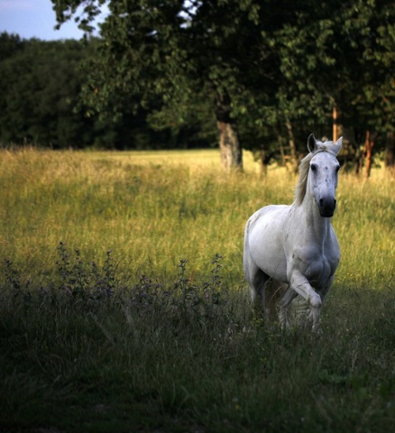 'Bounty gets new shoes. This is Bounty. When the photo was taken she was well into her twenties. She had just had specially designed aluminium shoes fitted to help alleviate her arthritis - and this shot was taken shortly afterwards. She skipped across the field like a young filly!'