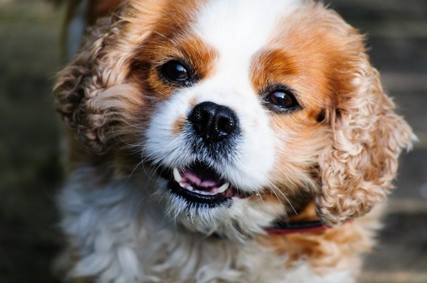 'Looks like a puppy, walks like an old dog. This is my Harry, the plumber who came summed it up when he asked how old Harry is 