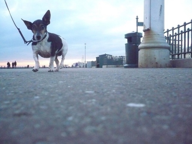 'Old Blind Jake. R.I.P ,Jake our 15 year old Jackwawa was broken when we adopted him , many happy years we shared . Miss you x'
