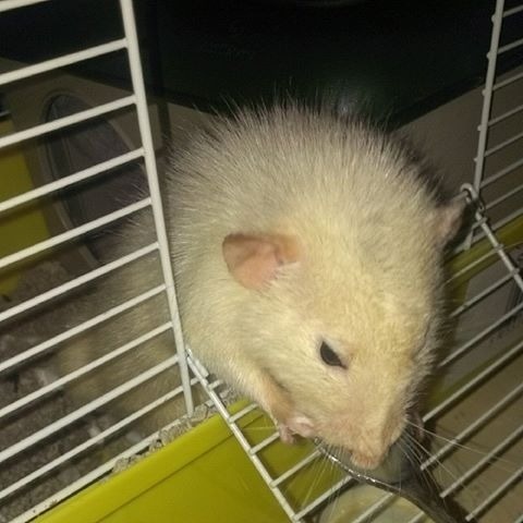 'Baby food for dinner! This is my old rat, Rasta, who is a bit wobbly and shaky now and can't hold his food in his little hands - so he eats baby food from a spoon every day. He is a really sweet natured little guy who loves cuddles and treats.'