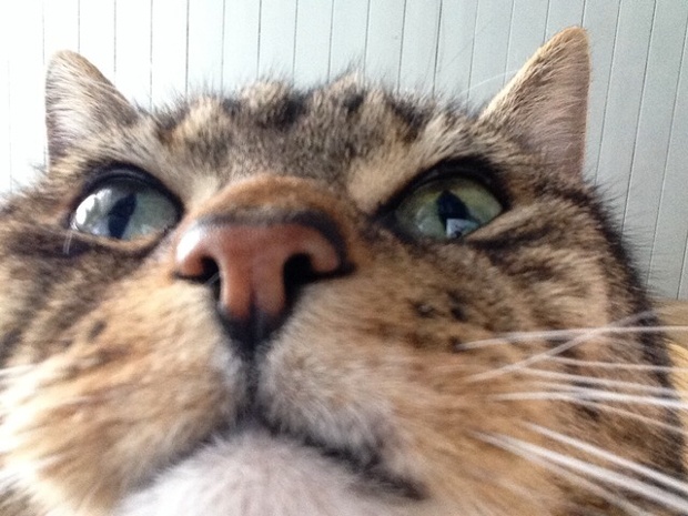'Sam's Selfie. They say you can't teach an old cat new tricks, but this is Sam's selfie, taken on an iPad. Sam is about 9, but he didn't have his birth certificate on him when he turned up on the windowsill.'