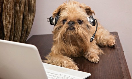 Dog breed Griffon Bruxellois sits near the laptop headphones
