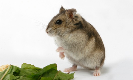 Dzhungarian dwarf hamster, Phodopus sungorus.