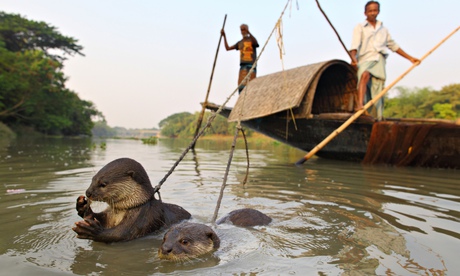 P cheurs sur  barque et leurs Loutres dans l'eau Bangladesh -  -  -